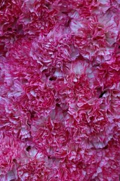 Flower background Stock Photos