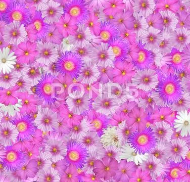 Flower background Stock Photos