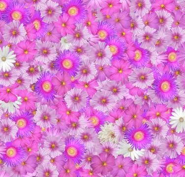 Flower background Stock Photos