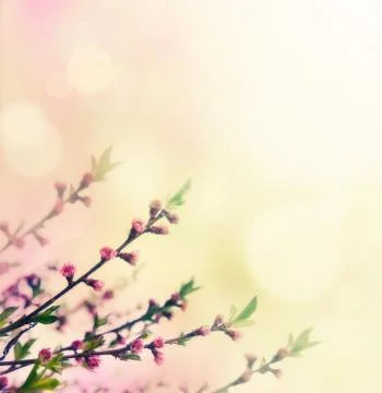 Flower background Stock Photos