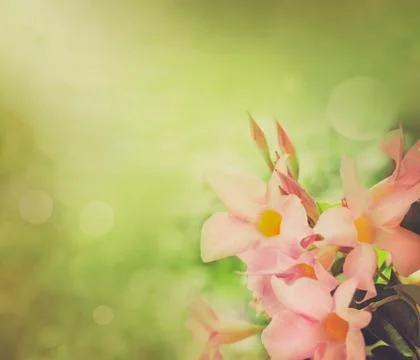 Flower background Stock Photos