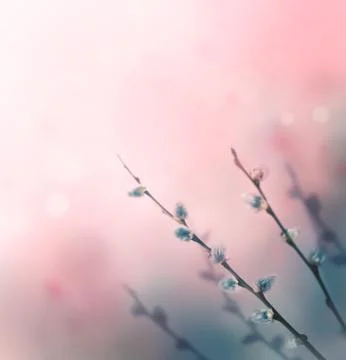 Flower background Stock Photos