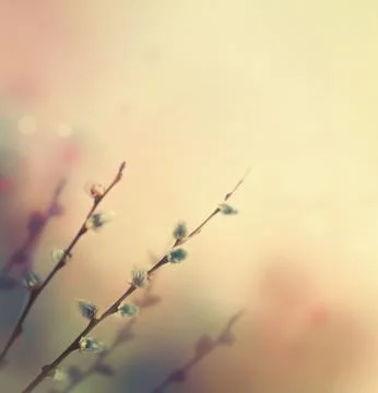 Flower background Stock Photos