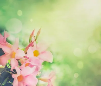 Flower background Stock Photos