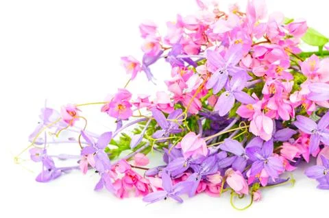 Flower background Stock Photos