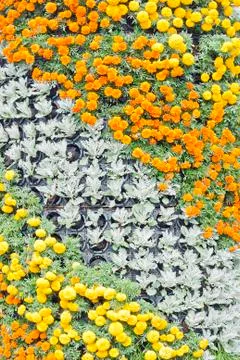 Flower background Stock Photos