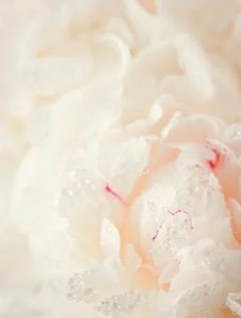 Flower background Stock Photos