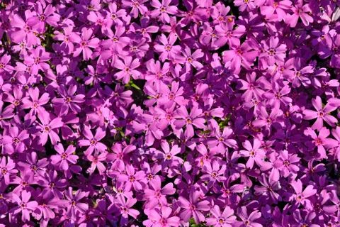 Flower background Stock Photos