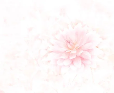 Flower background Stock Photos