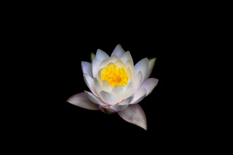 Flower background Stock-Fotos