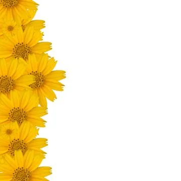 Flower background Stock Photos