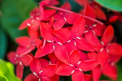 Flower Background Stock Photos