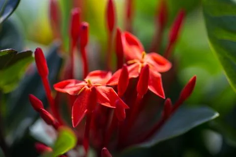 Flower Background Stock Photos