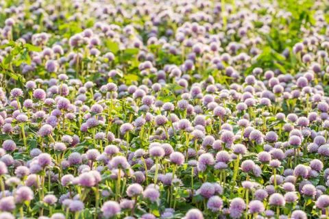 Flower Background Stock Photos