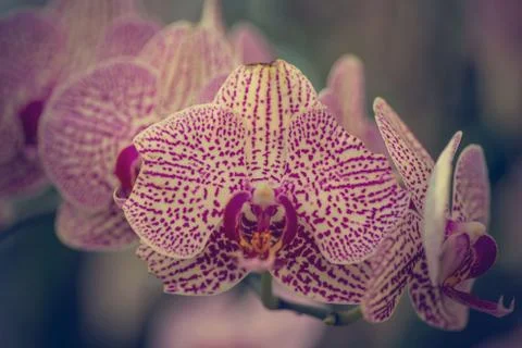 Flower background Stock Photos