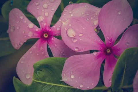 Flower background Stock Photos