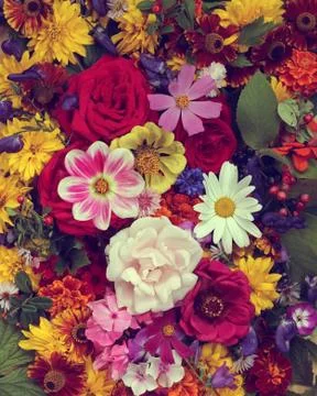 Flower background. Stock Photos