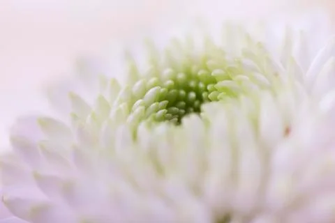 Flower background Stock Photos