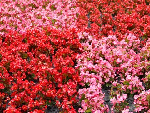 Flower Background Stock Photos