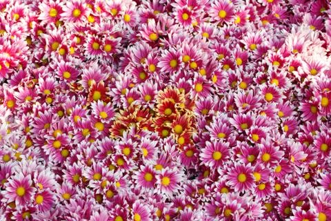 Flower background Stock Photos