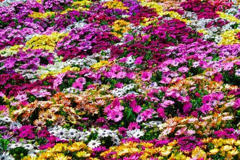 Flower background Stock Photos