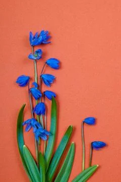 Flower background Stock Photos