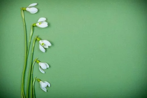 Flower background Stock Photos