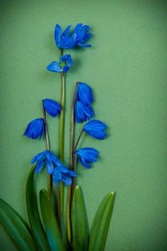 Flower background Stock Photos