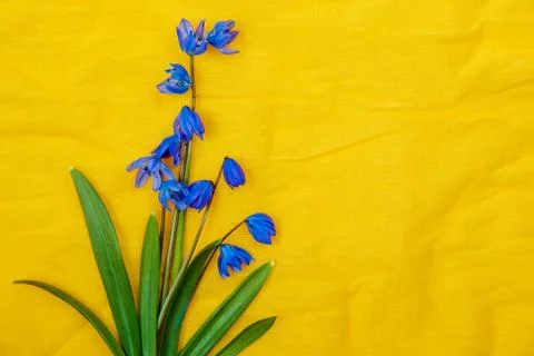 Flower background Stock Photos