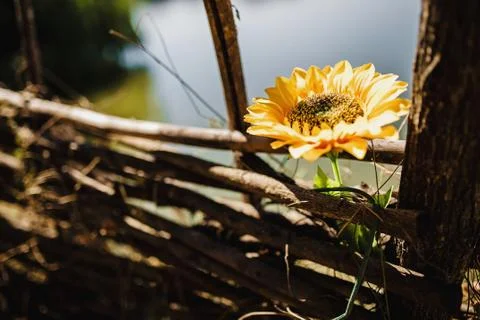 Flower on a background Stock Photos