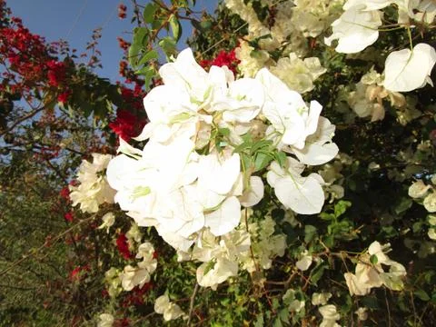 Flower background Stock Photos