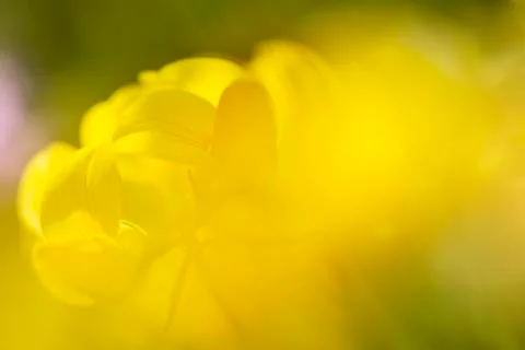 Flower background Stock Photos