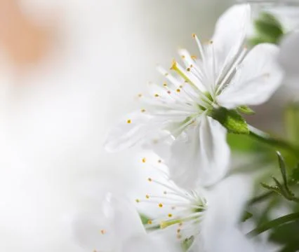 Flower background Stock Photos