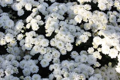 Flower background Stock Photos