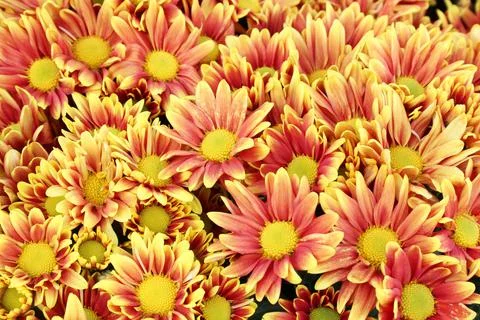 Flower background Stock Photos