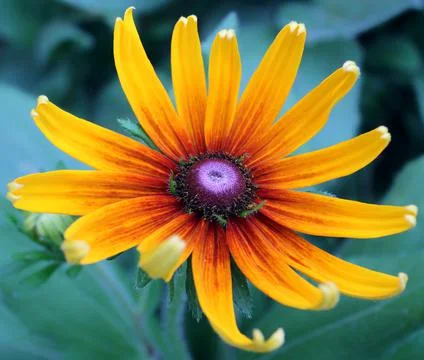 Flower for background Fotos de archivo