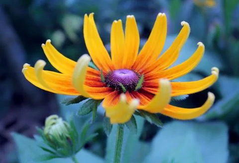 Flower for background Fotos de archivo