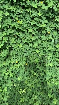 Flower background 写真素材