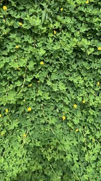 Flower background 写真素材