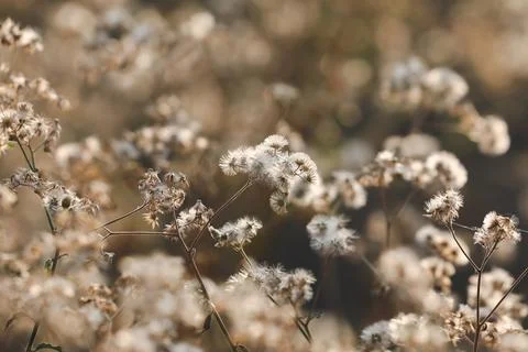 Flower background. Stock Photos
