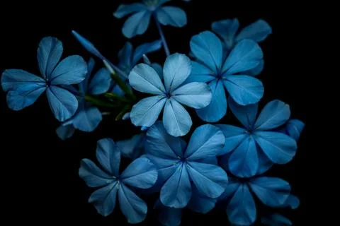 Flower background. Stock Photos