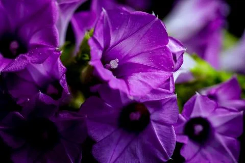 Flower background. Stock Photos