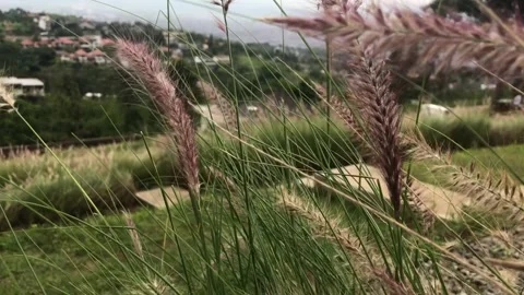 Flower with background sky Stockbeeldmateriaal 277300019