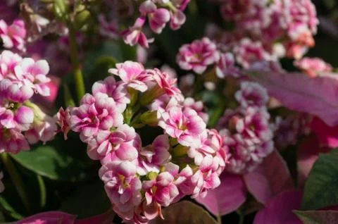 Flower background of soft pink round flowers Stock Photos
