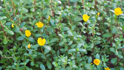 Flower background, spring nature Stock Footage 85588898