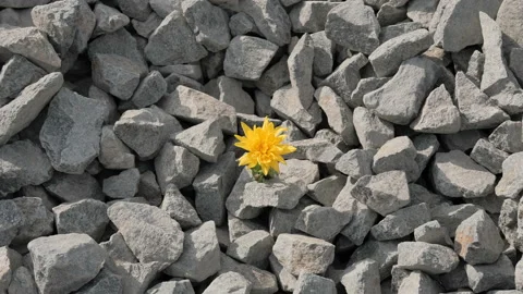 Flower on the background of stones Stock-Footage 107384250