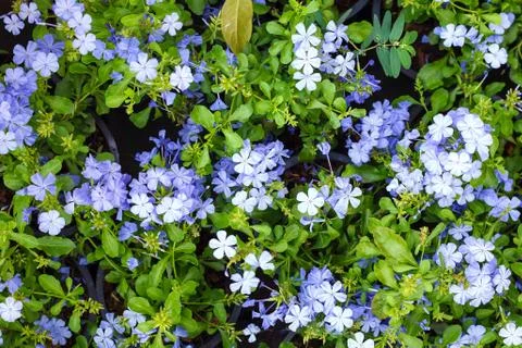 Flower background texture beautiful Violet Cape leadwort bloom Stock Photos