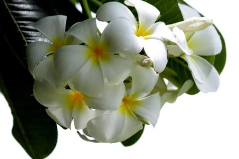 Flower Background White Stock Photos