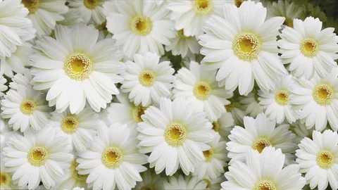 Flower background.Daisy. 스톡 동영상 70775704