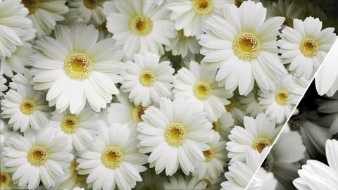 Flower background.Daisy (with slide effect) Stock-Footage 70775714